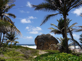 Beach with rocks and palm in Barbados