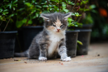 Portrait of an adorable blue patched Maincoon chilling and playing in green garden with red flower on wooden floor. Cat outdoor. 3 colors pussy in park.
