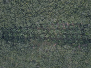 Landscape of rubber and palm oil plantation at Malaysia