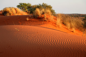 beautiful view of the Kalahari desert - Namibia