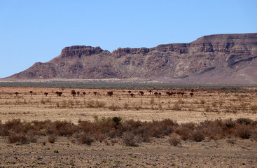 beautiful view of the steppe and the table mountains of Namibia