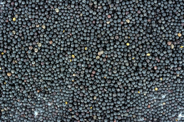 Rapeseed/plant edible oil