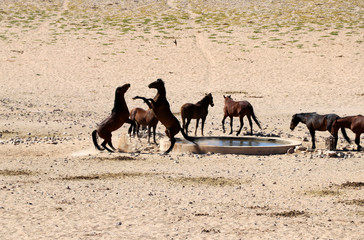 fighting wild horses (namib-horses) in the desert of Namibia