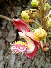 Flowering Cannonball Tree - Barbados