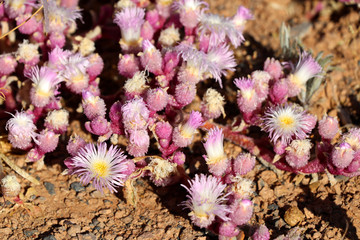 Flowers in the desert of Namibia