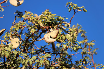fruits and leaves of the camel thorn tree - Namibia