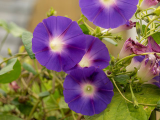 Ipomoea purpurea. Gros plan sur Ipomées pourpres ou Volubilis