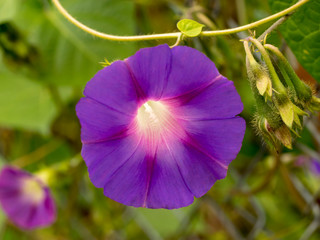 Ipomoea purpurea - Gros plan sur une Ipomée pourpre ou volubilis
