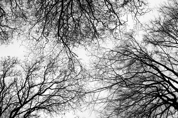 branches bottom view