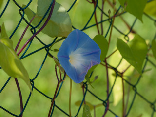 Ipomoea purpurea - Volubilis pourpres grimpant le long d'un grillage 