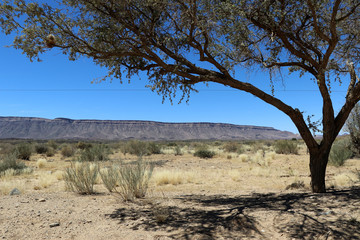 under a tree with a view of the steppe and the table mountains of Namibia