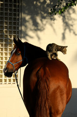 horse and cat