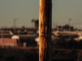 Fototapeta premium face in Wood