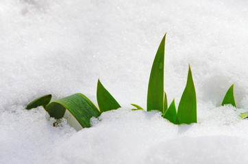 young plant in the snow