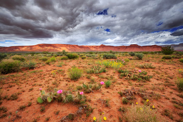 a moody sky over a spring desert landscape in southern Utah