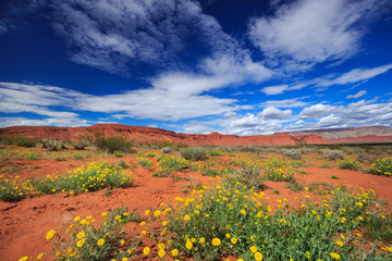 Yellow desert marigolds bloom in the desert of southern Utah, nearby St George