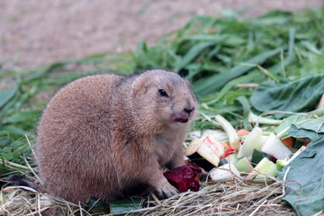 Murmeltier essen Nahrung