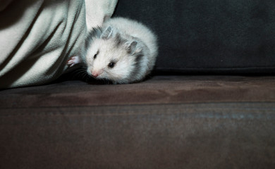 Djungarian hamster or Siberian dwarf on a black background. Latin name Phodopus sungorus. Concept most 