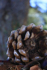 Piña, desenfoque de fondo, árbol, pino, pinar, piñones, natural