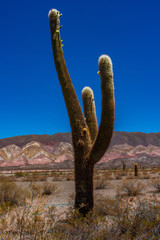 cactus in desert, Salta, Argentina