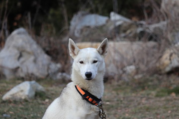 Obraz premium Husky blanc, chien de traineau