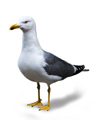 seagull closeup