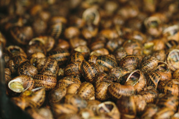 Snails from the barbecue, in Catalan Cargols a la Llauna. Typical dish from Catalonia, Spain.
