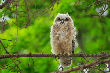 Young Great Horned Owlet, ready to leave the nest, with a green background