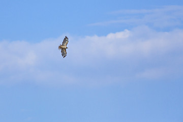 A red-tailed hawk soars overhead in a blue sky with clouds