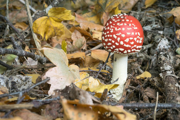 Red mushroom with white dots on the forest floor. Fly agaric Amanita muscaria mushroom in an autumn forest.