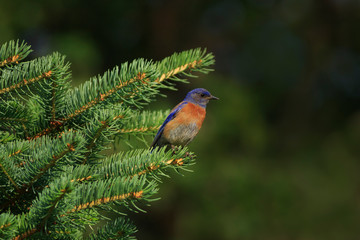 Male western bluebird perching on an evergreen tree in Maxwell Canyon, Utah