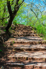 Fototapeta premium stairs in the forest, Salta , Argentina