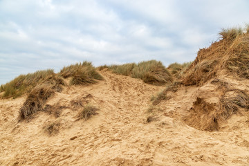 Marram grass growing on sand dunes, at Formby in Merseyside