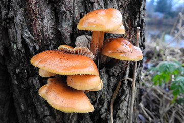 Orange colored glazed mushrooms growing on the trunk of a tree.  Beautiful details of this fungus growing on a tree.