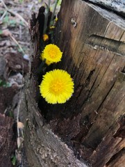 Dandelion