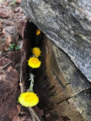 Dandelion in the park 