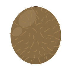 Kiwi Illustration - Whole kiwi isolated on white background