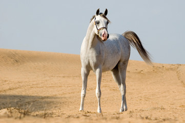 Naklejka na ściany i meble arabian horse in the desert
