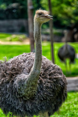 Ostrich on a green lawn