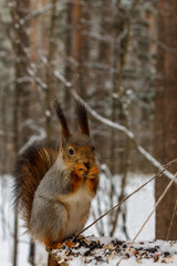 Red squirrel on the feeder in the winter forest