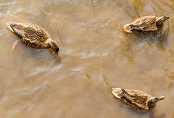A group of brown ducks swimming in a river.