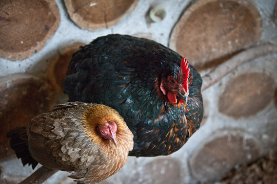 2 hens roosting in henhouse