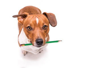 Adorable Jack Russell Terrier dog holds a pencil in his mouth. Cute office dog