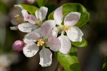 Naklejka na ściany i meble Apple blossoms
