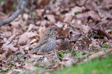 Çayır incirkuşu » Meadow Pipit » Anthus pratensis