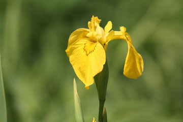 Fleur jaune d& 39 Iris pseudacorus sur fond vert