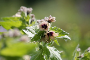 Black henbane. Flowering plant in garden
