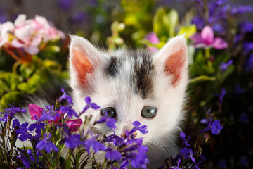 Adorable Kitten hiding in the flowers of a garden