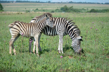 Fototapeta na wymiar Young Zebra and its mother.