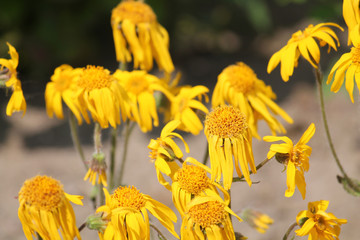 Arnica montana or Mountain arnica. Group of yellow flowers in garden